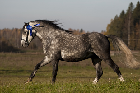 Viggo 2011, utställning 38p