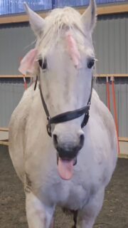 Easter with a lipizzaner
35 Pluto Cosmo 

#lipizzaner #horsesofinstagram #livetpålandet #easter