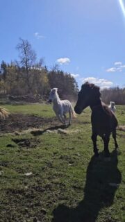 Häng med när vi flyttar valackflocken till sommarhagen!

Kan du se vilka hästarna är och vet du vad de heter? 

#livetpålandet #horsesofinstagram #lipizzaner #gotlandsruss #hästskola