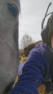 Mindfulness med lipizzanerhingsten Pluto Cabra II

#livetpålandet #lipizzaner #horsesofinstagram #mindfullness