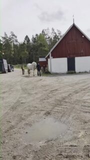 One day old lusitano colt. 
Loving mother is Embaixadora Repoula and proud father is Bizet.

#horsesofinstagram
#foal
#lusitano 
#livetpålandet #countrylife
