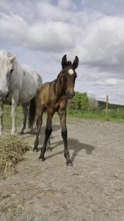 Our lusitano colt is now eleven days old. He thinks I am a strange figure sitting down on the ground, so we will have to practise this. He loves me standing up scratching him.

#lusitano #livetpålandet #countrylife #horsesofinstagram #foal