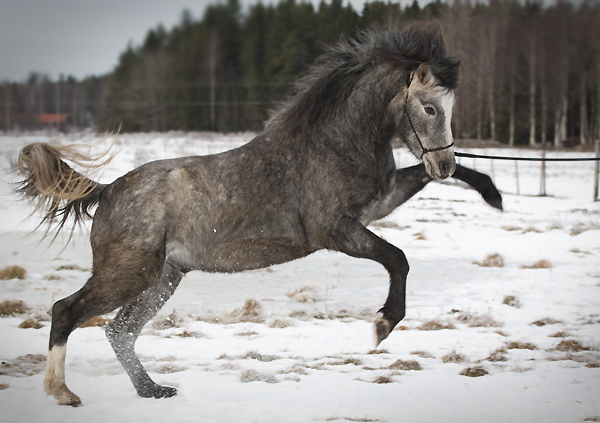 Wild Zilvester vintern 2013