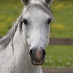 Kulltorps Pollyanna RW 1097