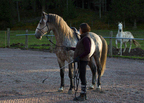 sadelträning - Höst 2014