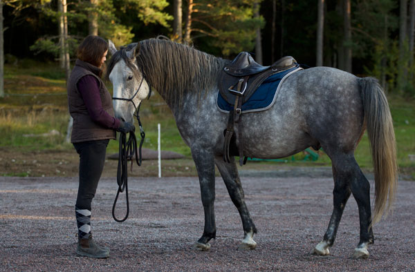 Sadelträning - Höst 2014