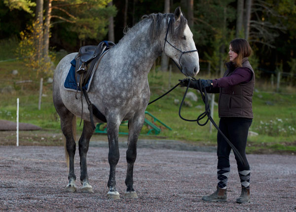 Sadelträning - Höst 2014