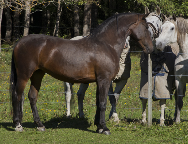 Rama, augusti 2016