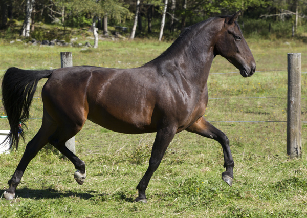 Rama, augusti 2016
