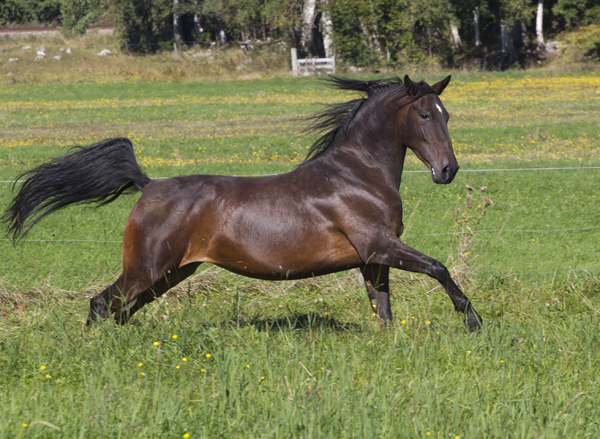 Rama, augusti 2016