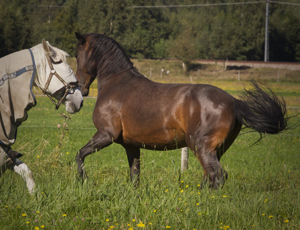 Rama, augusti 2016